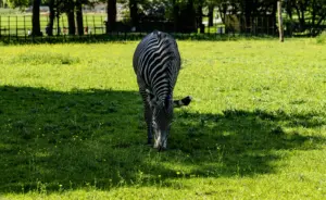 PICTURESQUAD Wildlife