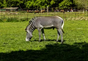 PICTURESQUAD Wildlife