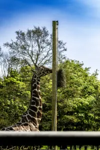 PICTURESQUAD Wildlife