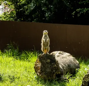 PICTURESQUAD Wildlife