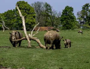 PICTURESQUAD Wildlife
