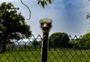 PICTURESQUAD Wildlife