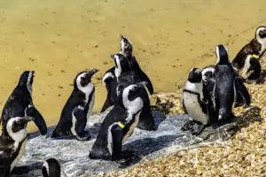 PICTURESQUAD Wildlife