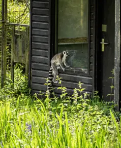 PICTURESQUAD Wildlife