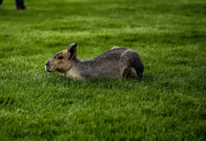 PICTURESQUAD Wildlife